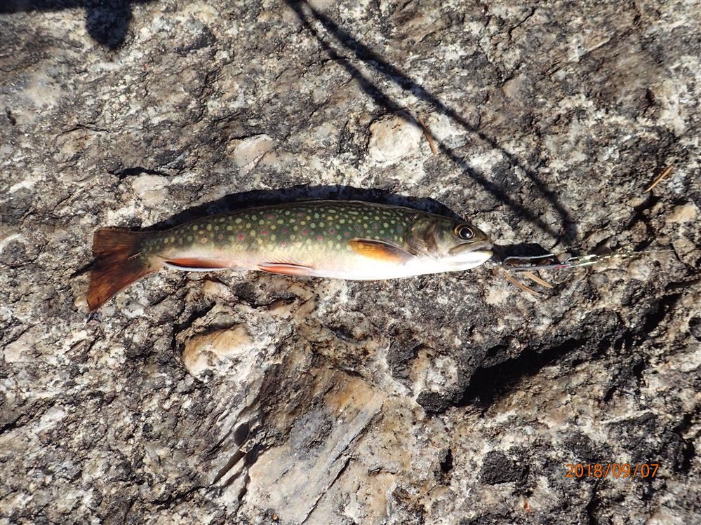 Trout