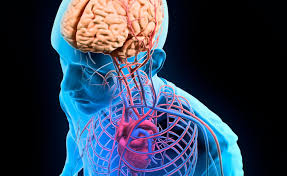Human Anatomy and Physiology | UCLA ... uclaextension.edu