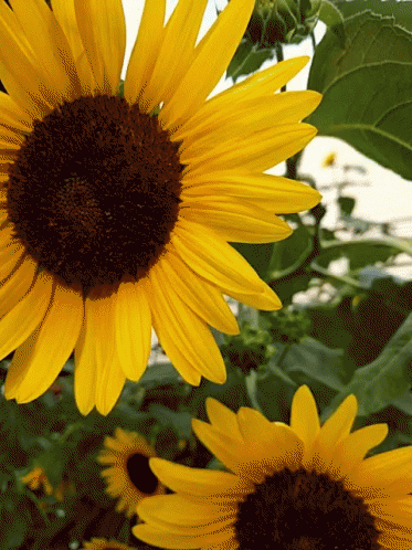 Sunflower closeup in wind.  