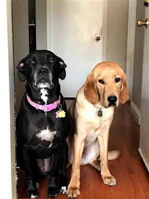 dogs