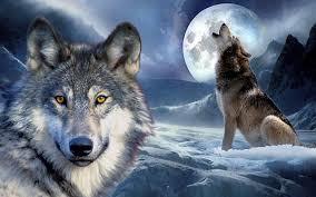 wolf
