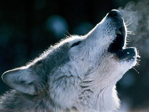 wolfhead